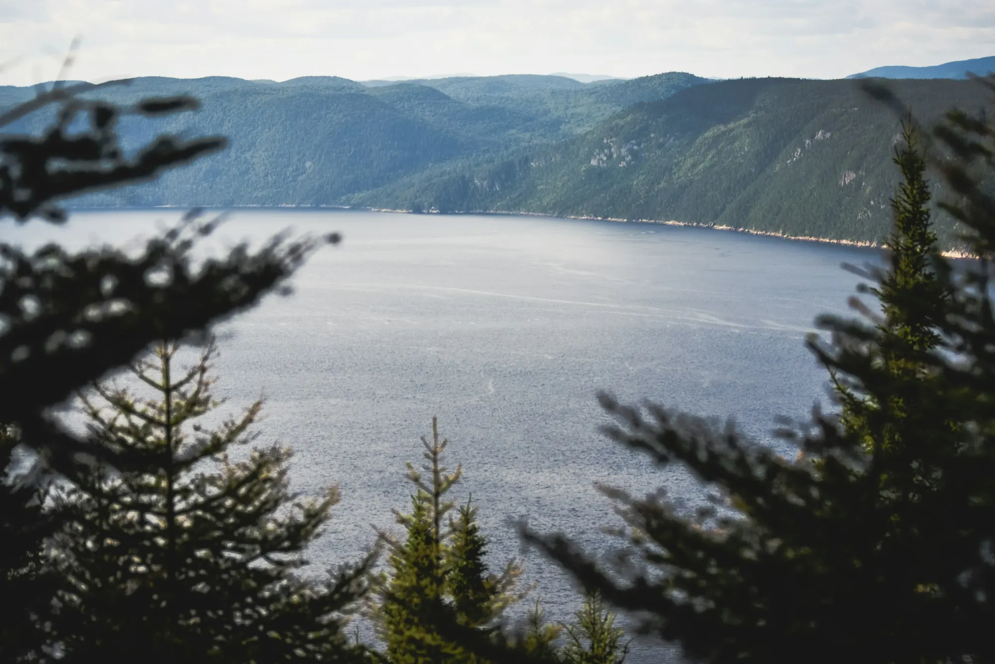Le fjord vu entre les sapins